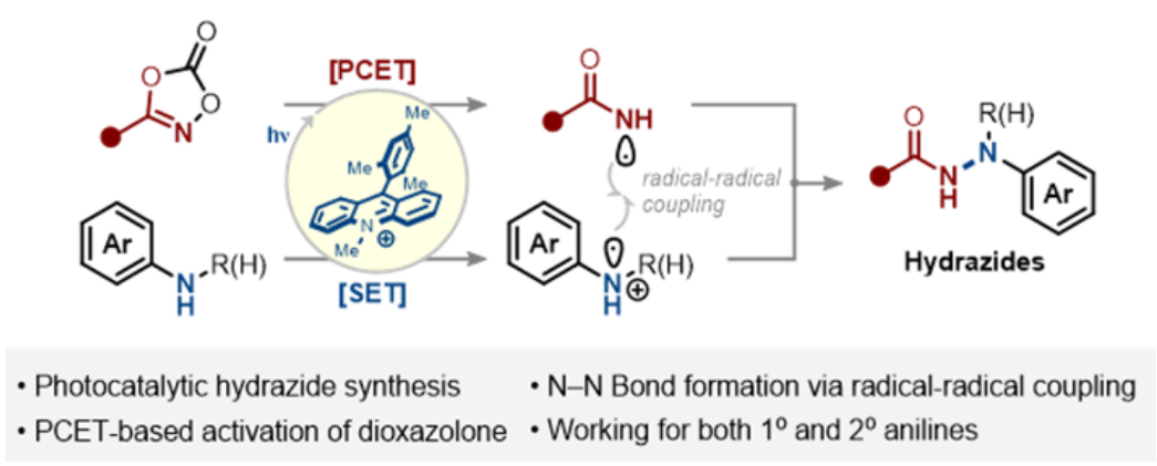 TOC graphic for Photocatalytic N–N Cross-Coupling to Access N′-Aryl Hydrazides