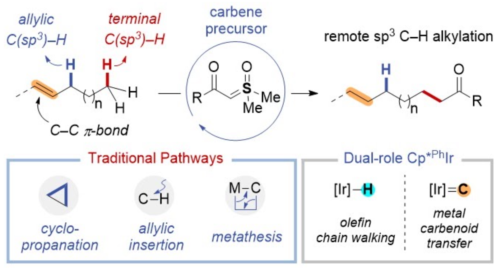 TOC graphic for Remote Catalytic C(sp³)–H Alkylation via Relayed Carbenoid Transfer upon Olefin Chain Walking