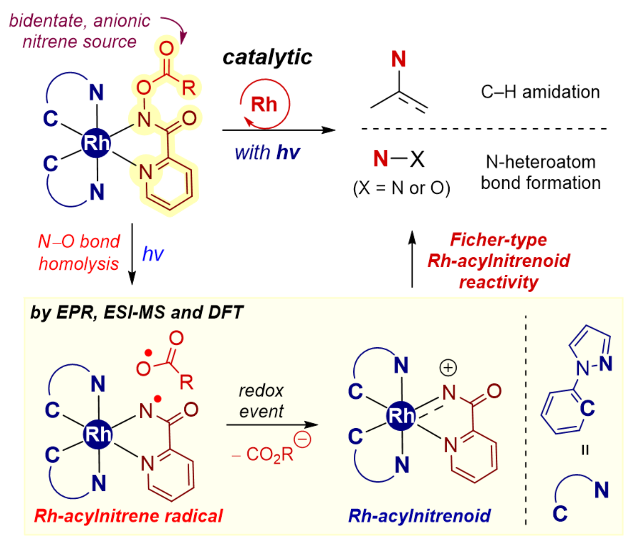 TOC graphic for Catalytic Amino Group Transfer Reactions Mediated by Photoinduced Nitrene Formation from Rhodium-Hydroxamates