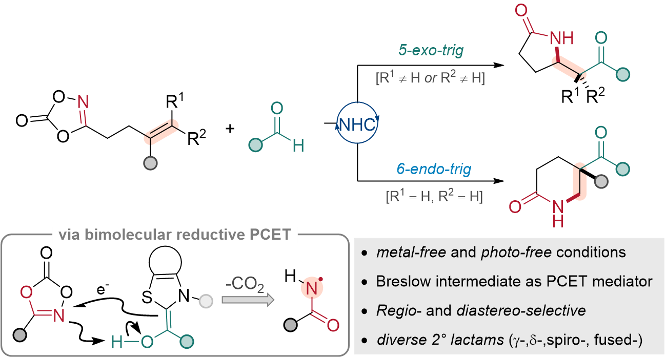 TOC graphic for NHC-Mediated Olefin Amidoacylation via Amidyl Radical Intermediates Leading to 5- and 6-Membered Keto-Lactams